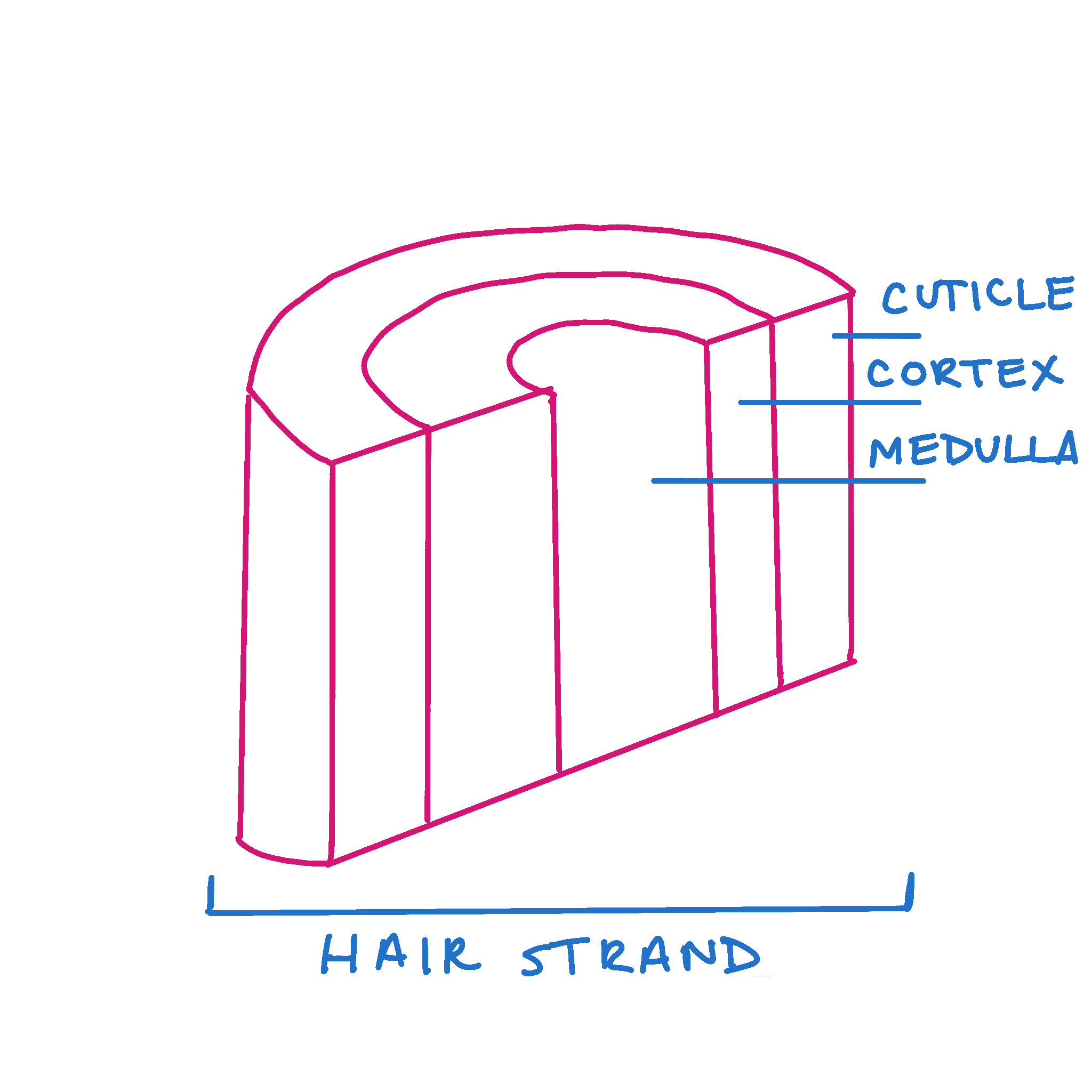 a close up diagram of the hair follicle.
